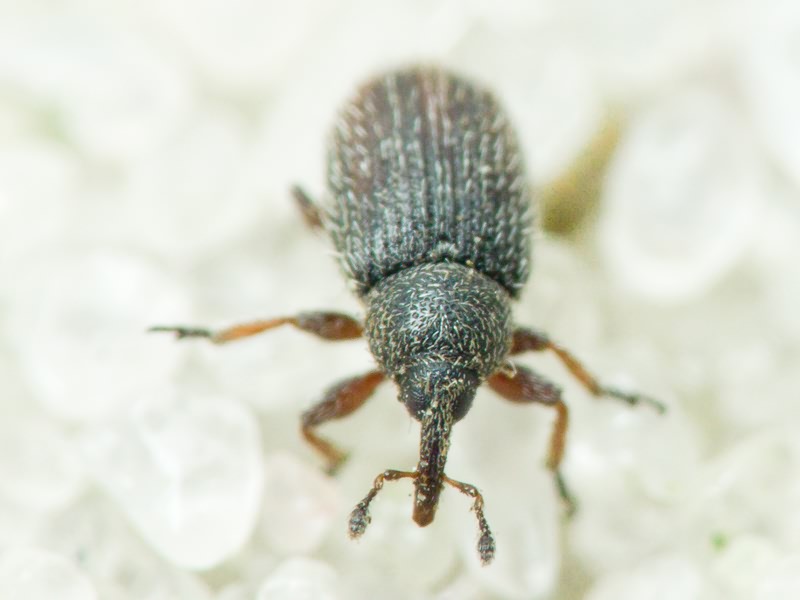 Gymnetron stimulosum Germar, 1821